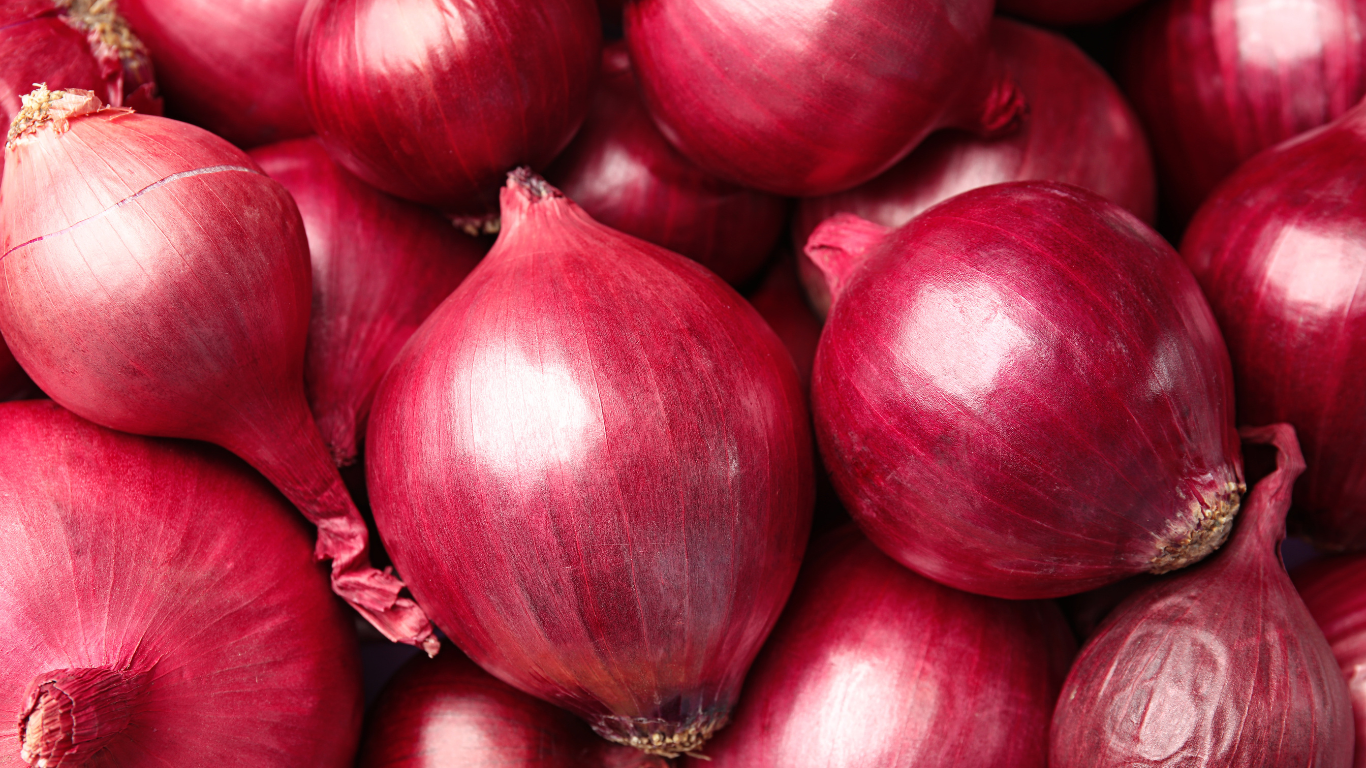 Fresh Red Onion Exporter From India