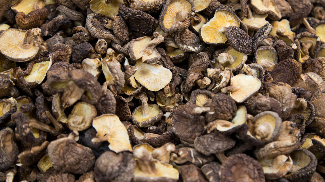 Shiitake Mushroom Exporter From India